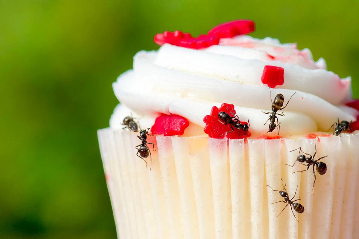 Ameisen im Haus - alles Wichtige zur Abwehr