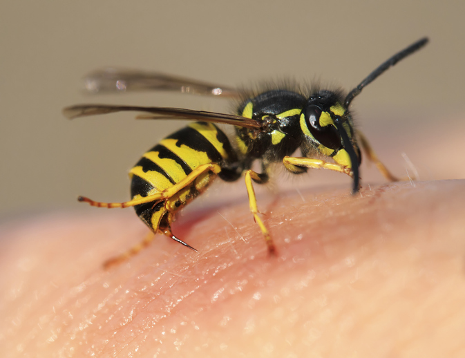 Wespenstiche - wie gefährlich Wespen sind und was man gegen sie tun kann