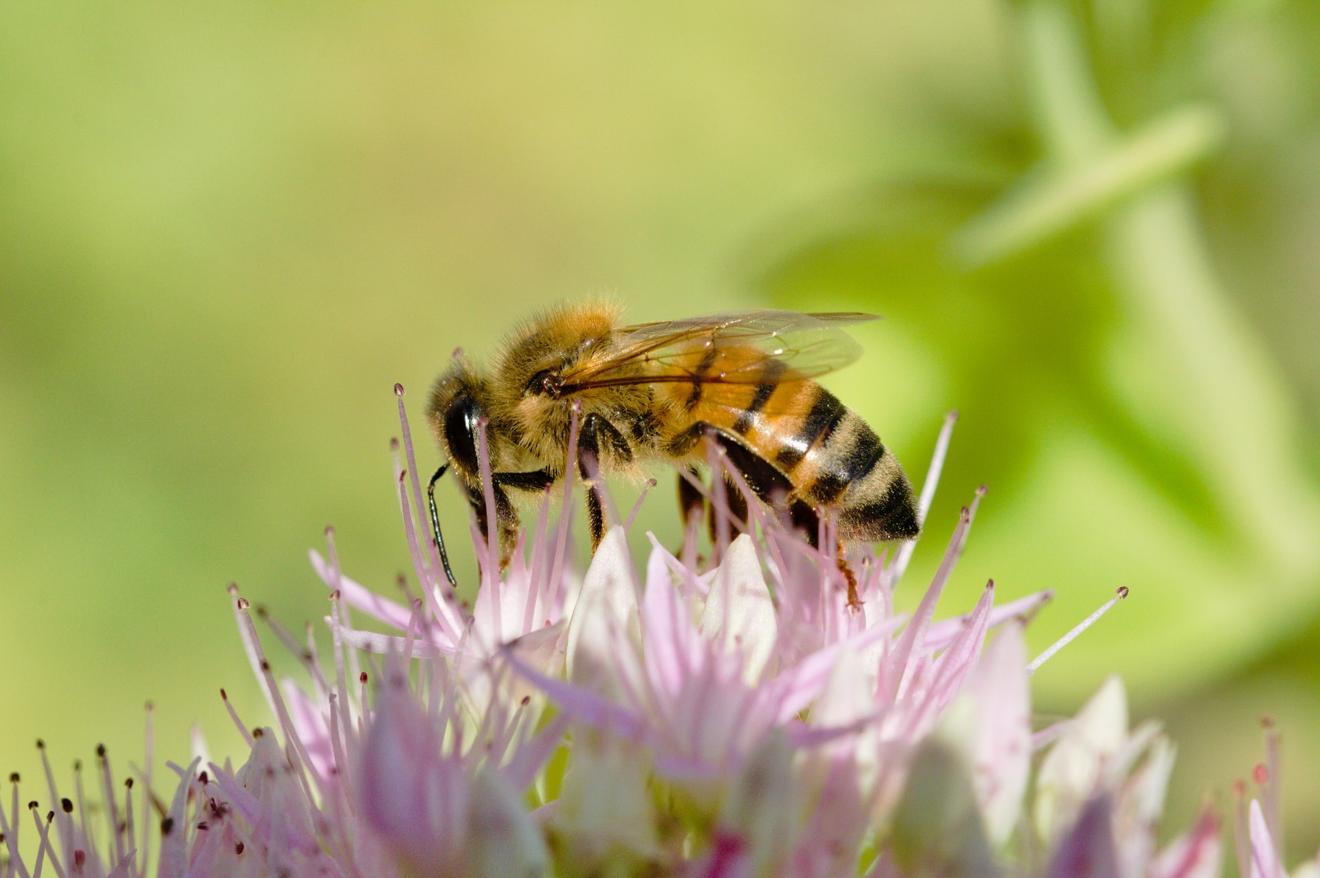 Insektensterben: Rückgang von Bienen und Insekten